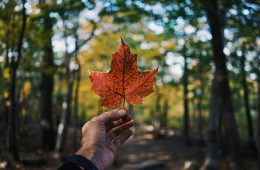 person holding maple leaf