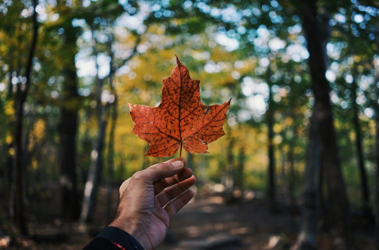 person holding maple leaf